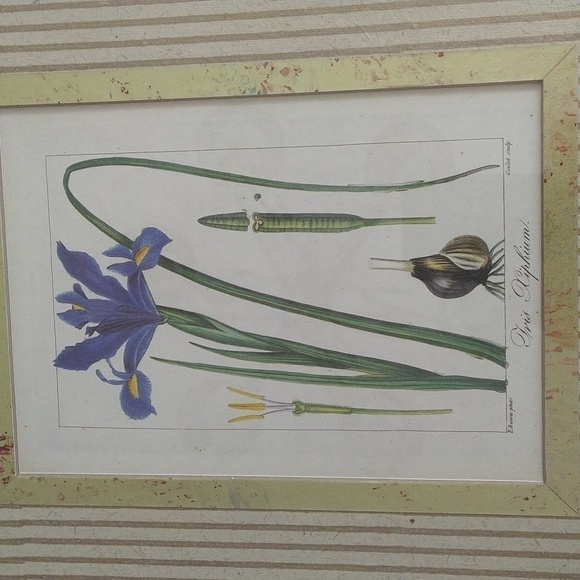 Rare antique vintage book plate botanic Iris xiphium gold frame blue - Picture 6 of 13